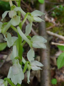 Orchis mascula 'alba'